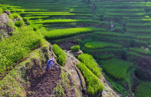 文化中國行 傳統(tǒng)村落人文影像志丨堯告村 云端古寨寄鄉(xiāng)愁